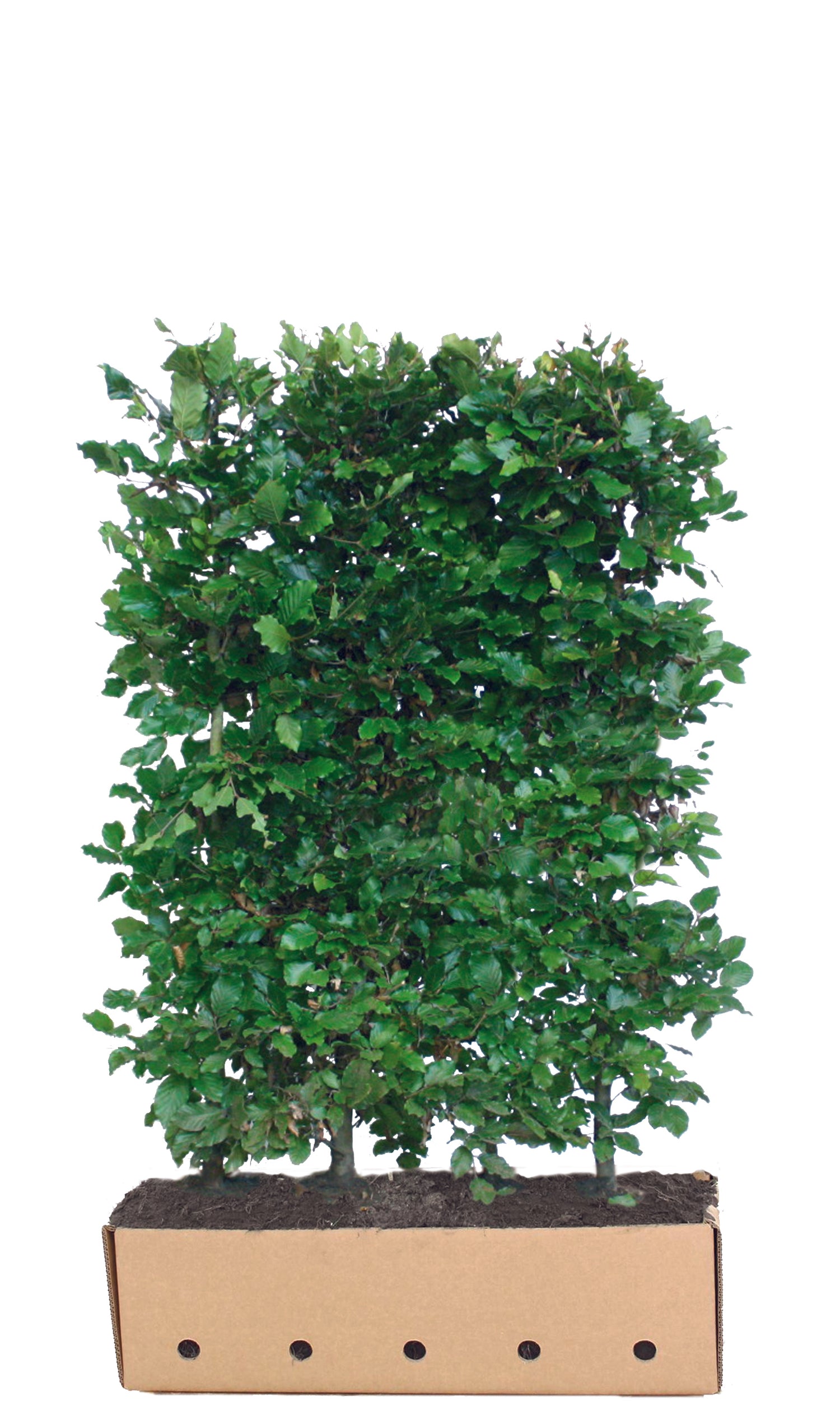 Fagus sylvatica Fertighecke 80cm - 200cm