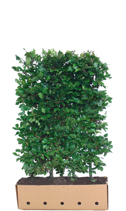 Fagus sylvatica Fertighecke 80cm - 200cm