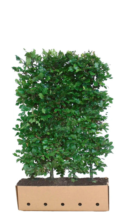 Loselement für Fagus sylvatica Fertighecke von QUICKHEDGE, 150 cm hoch, perfekt für schnell wachsende, natürliche Hecken.