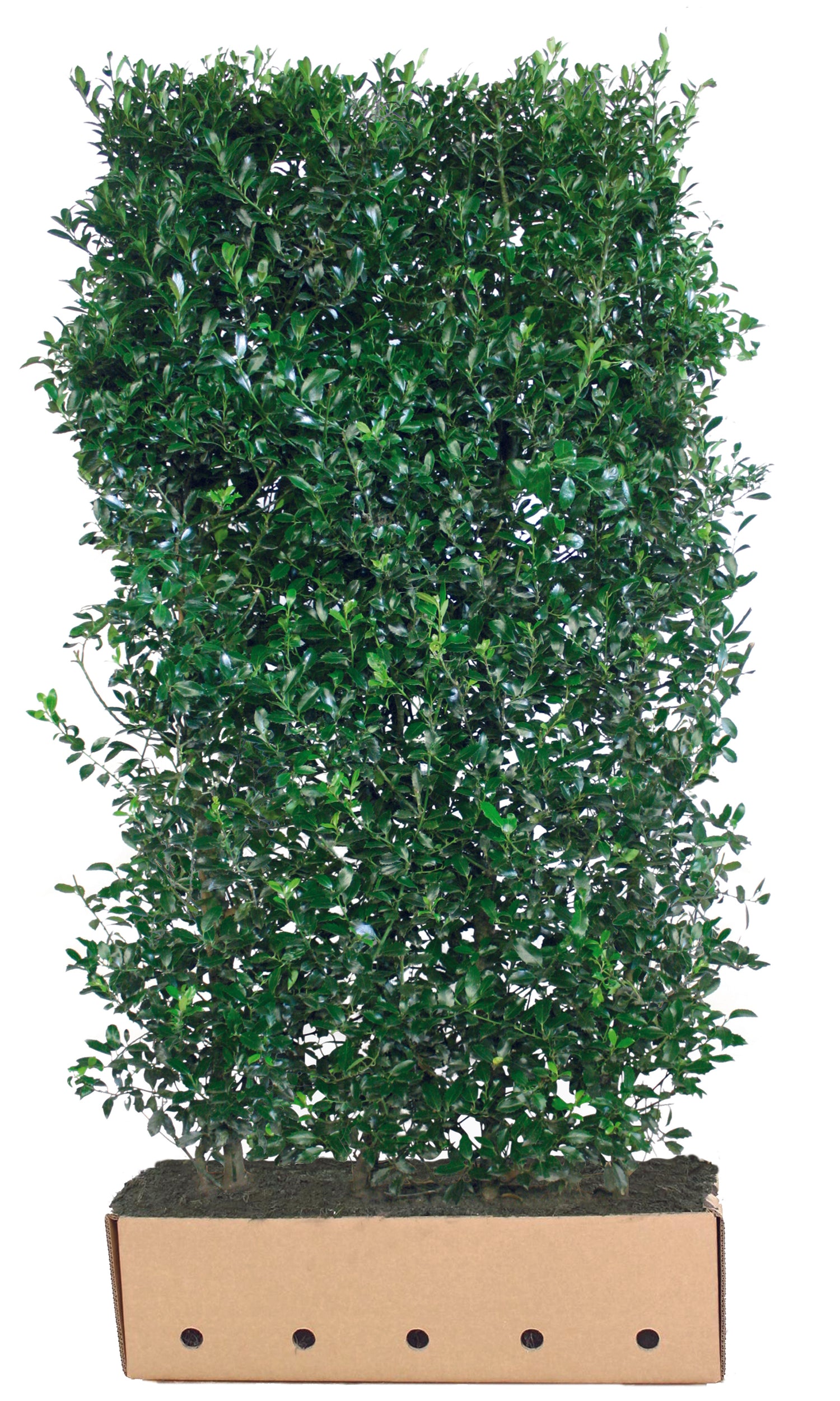 Ilex meserveae "Heckenpracht" Fertighecke 120cm - 200cm