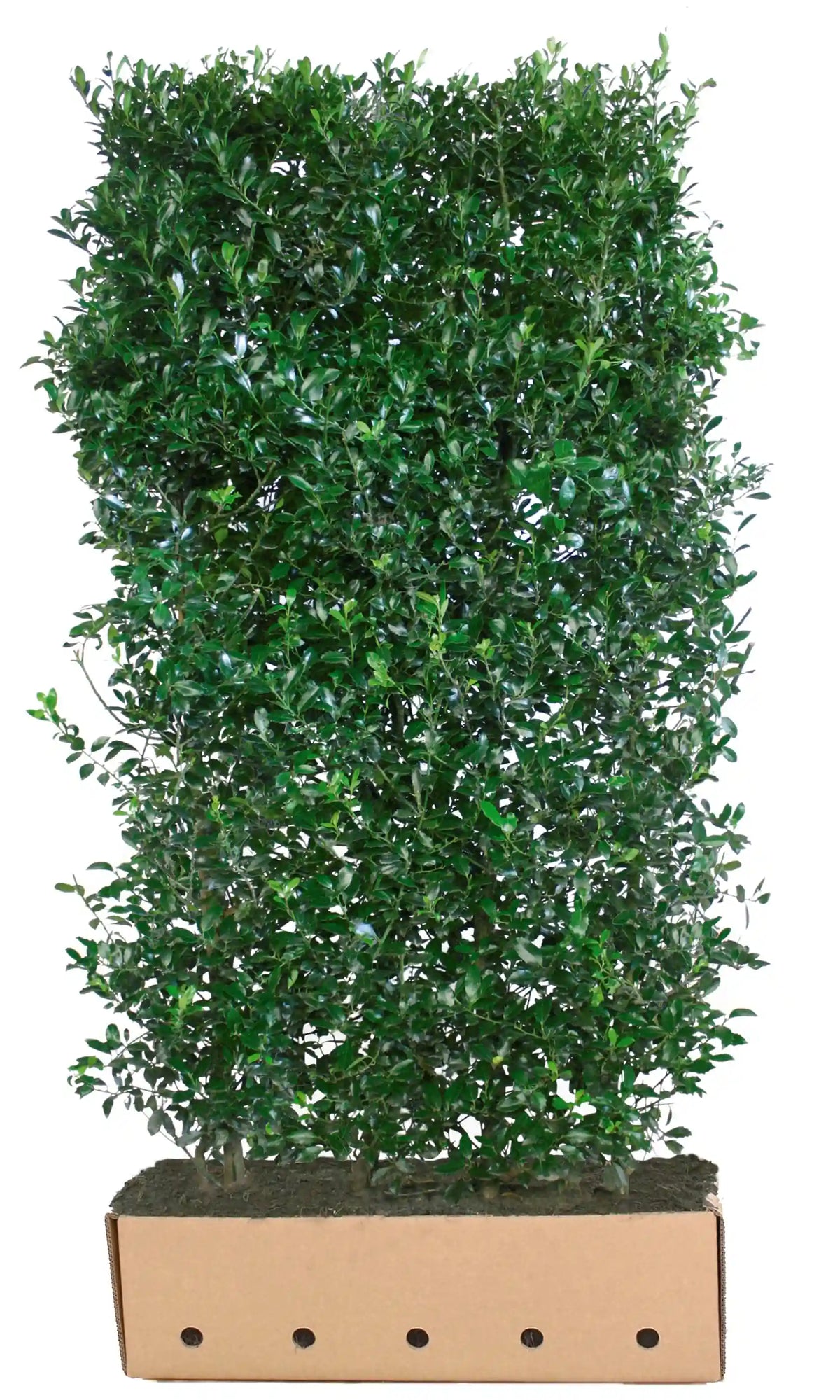 Loselement Ilex meserveae "Heckenpracht" Fertighecke, 200 cm, von QuickHedge, zeigt dichte, grüne Blätter für Hecken.