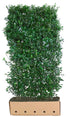 Loselement Ilex meserveae "Heckenpracht" Fertighecke, 200 cm, von QuickHedge, zeigt dichte, grüne Blätter für Hecken.