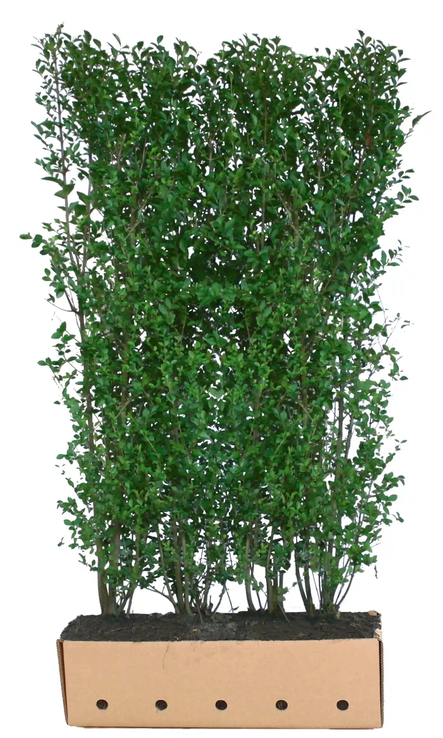 Loselement Ligustrum ovalifolium Fertighecke, 200cm hohe Heckenpflanze von QuickHedge, grüne Blätter, dichte Heckenhecke.