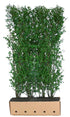 Loselement Ligustrum ovalifolium Fertighecke, 200cm hohe Heckenpflanze von QuickHedge, grüne Blätter, dichte Heckenhecke.