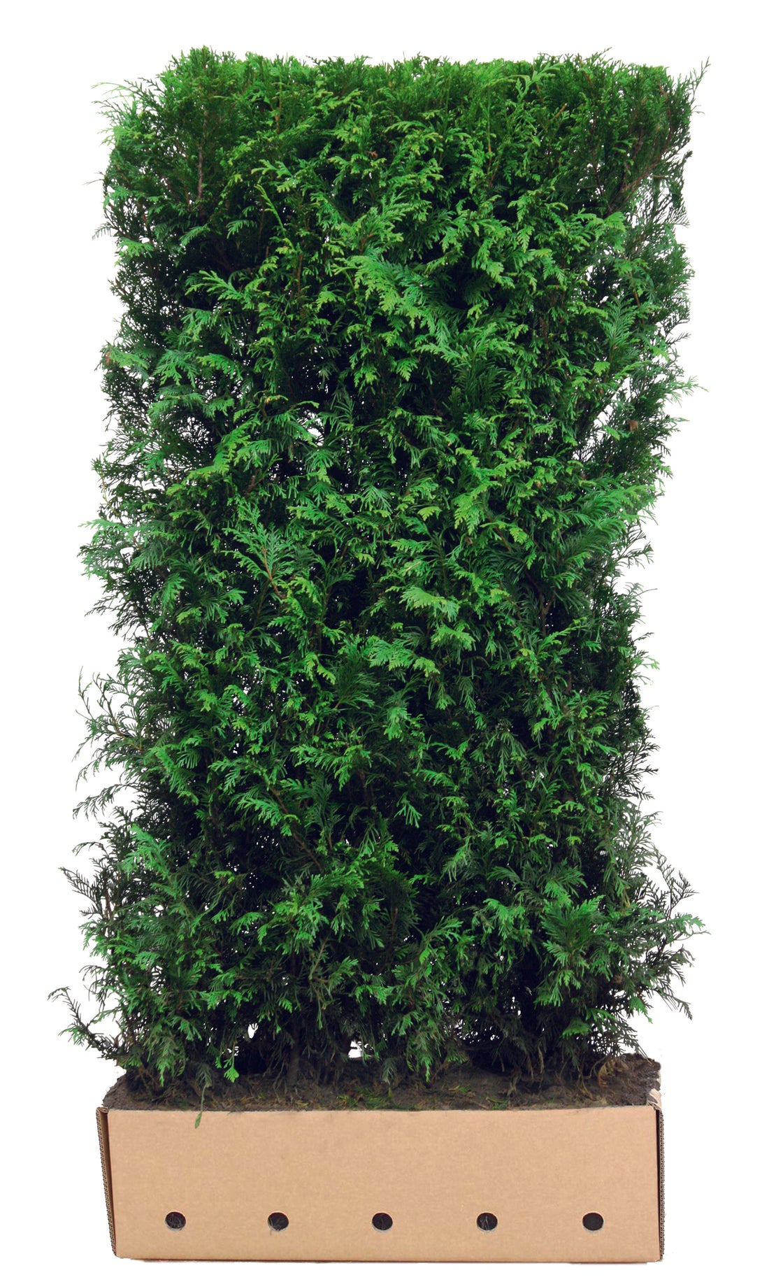 Thuja plicata "Martin" 200cm  Fertighecke