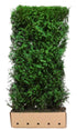 Loselement Thuja plicata "Martin" 200cm Heckenpflanze von QuickHedge, grüne, dichte Thuja-Hecke für Garten und Sichtschutz