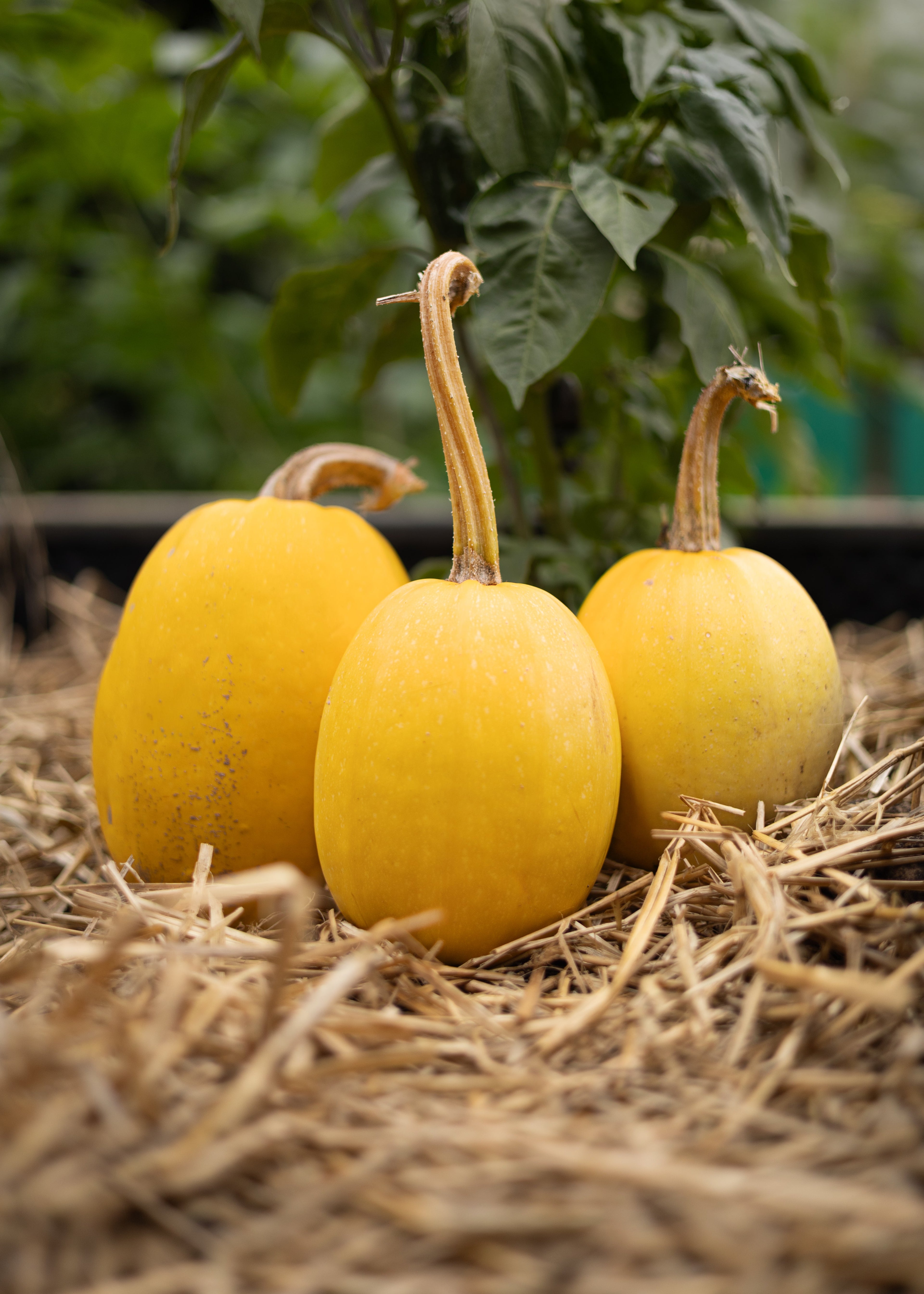Spaghetti Kürbis - Kürbissamen