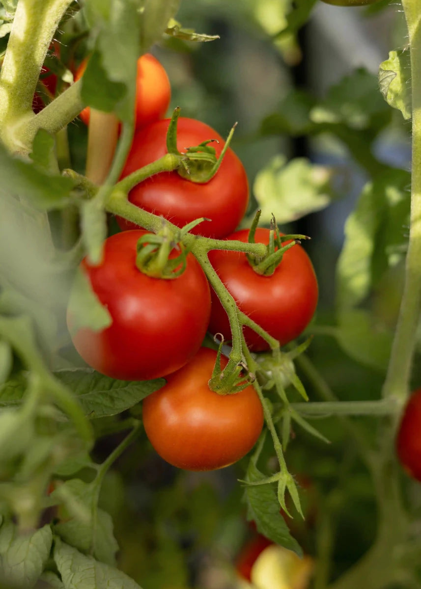 Money Maker - Tomatensamen - Historische Sorte - Wurzelwerk Design
