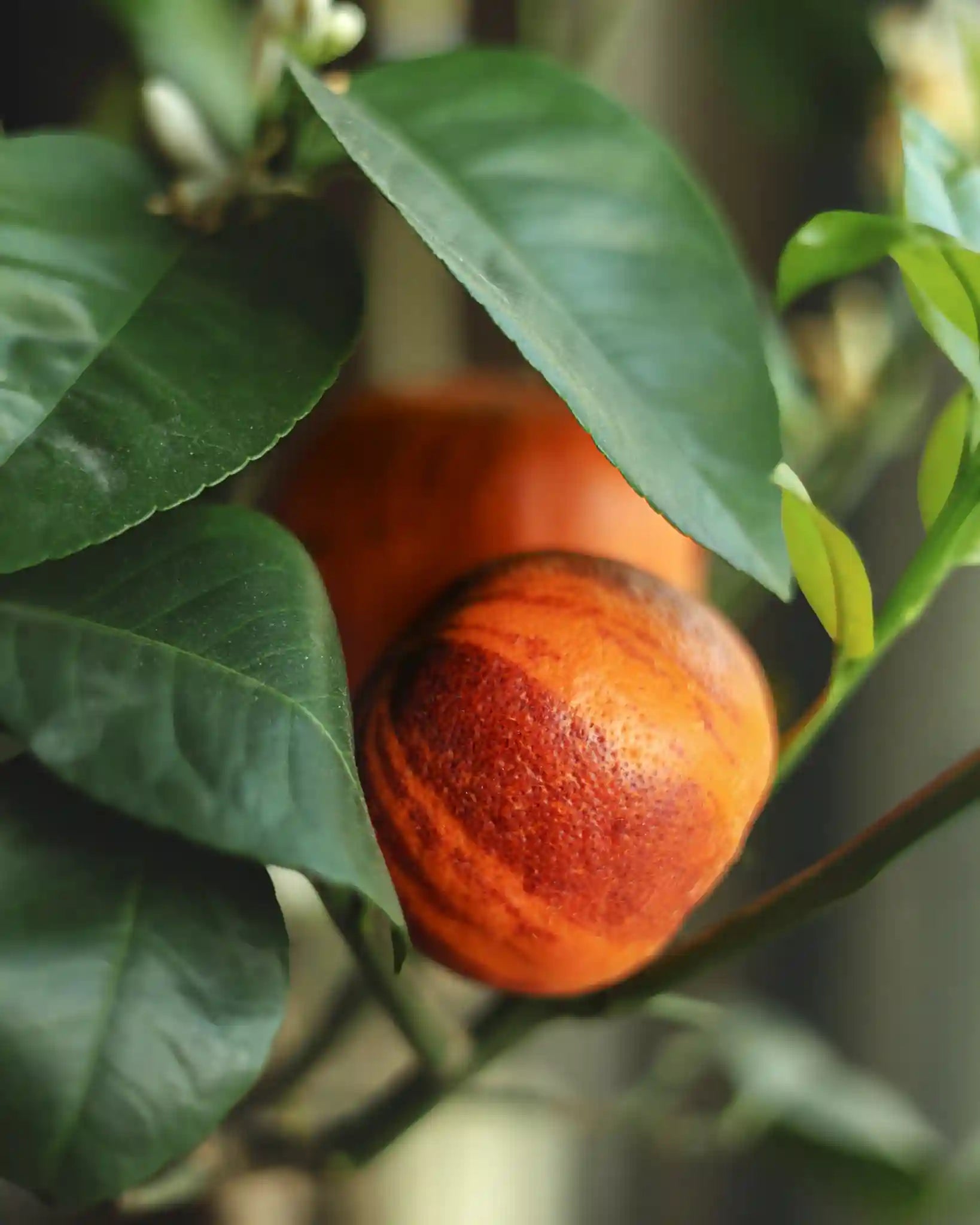 Regenbogen-Orange Orangensamen von Semenlina, frische Orangensamen für den Anbau, sichtbar auf der Abbildung.