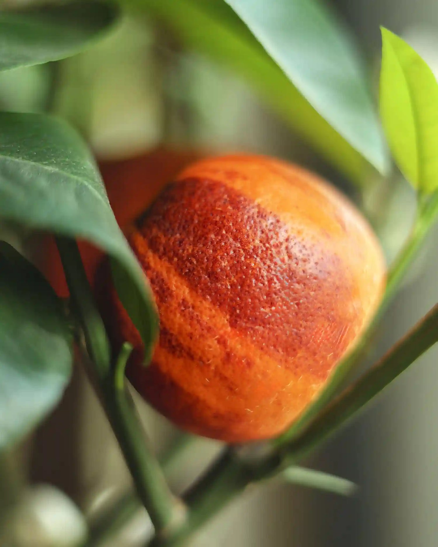 Orangensamen von Semenlina für eine Regenbogen-Orange, sichtbare Samen in einer transparenten Verpackung.