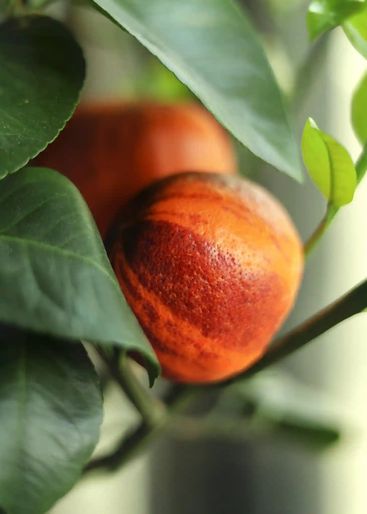 Orangensamen von Semenlina, Regenbogen-Orange, frisch und trocken in einer transparenten Verpackung.