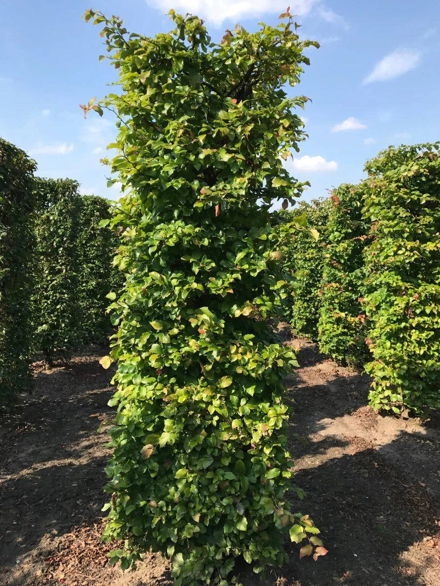 Parrotia persica "Vanessa" 200cm Fertighecke - Wurzelwerk Design