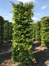 Parrotia persica "Vanessa" 200cm Fertighecke - Wurzelwerk Design