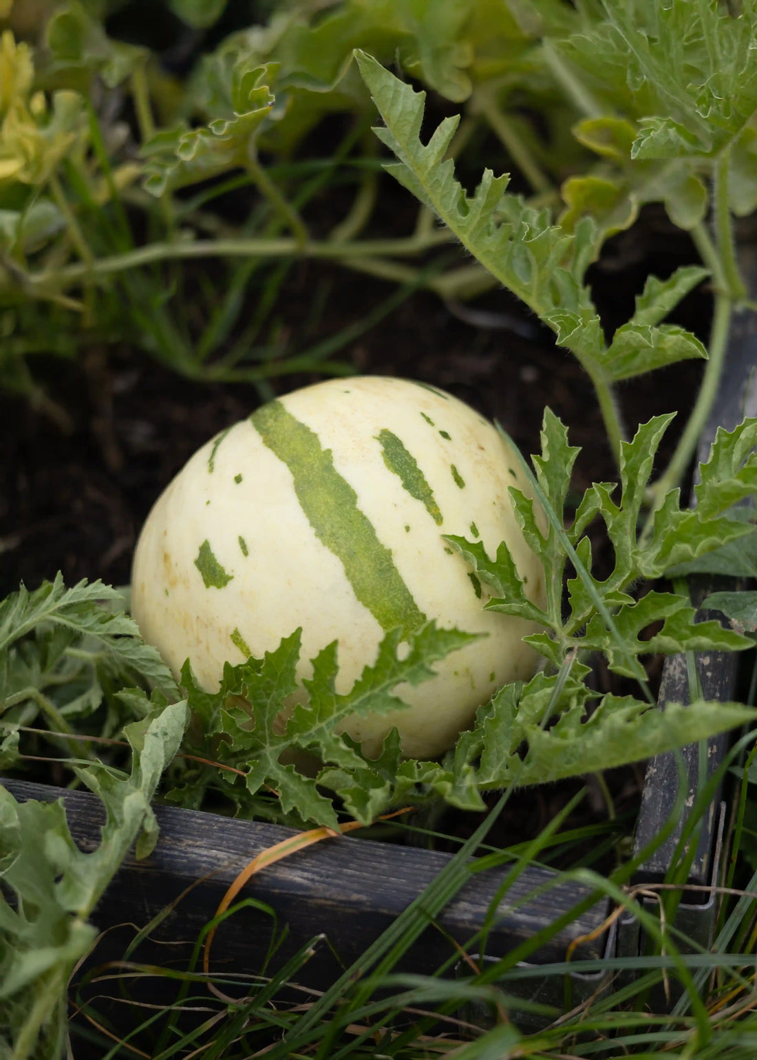 Semenlina Snowmelon Melonensamen, frische Melonensamen für den Anbau, auf einem weißen Hintergrund sichtbar