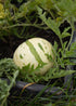 Semenlina Snowmelon Melonensamen, frische Melonensamen für den Anbau, auf einem weißen Hintergrund sichtbar