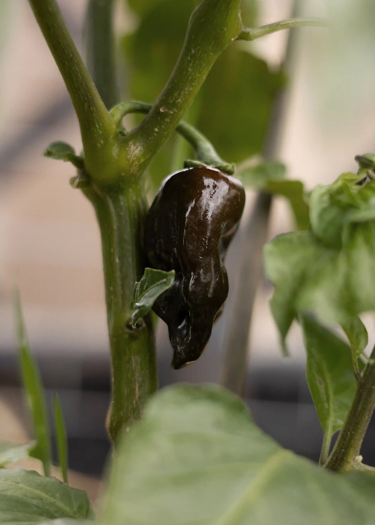 Habanero-Schoten in Original-Version, Chilisamen von Semenlina, für scharfe Habanero-Pflanzen, auf weißem Hintergrund.
