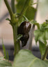 Habanero-Schoten in Original-Version, Chilisamen von Semenlina, für scharfe Habanero-Pflanzen, auf weißem Hintergrund.