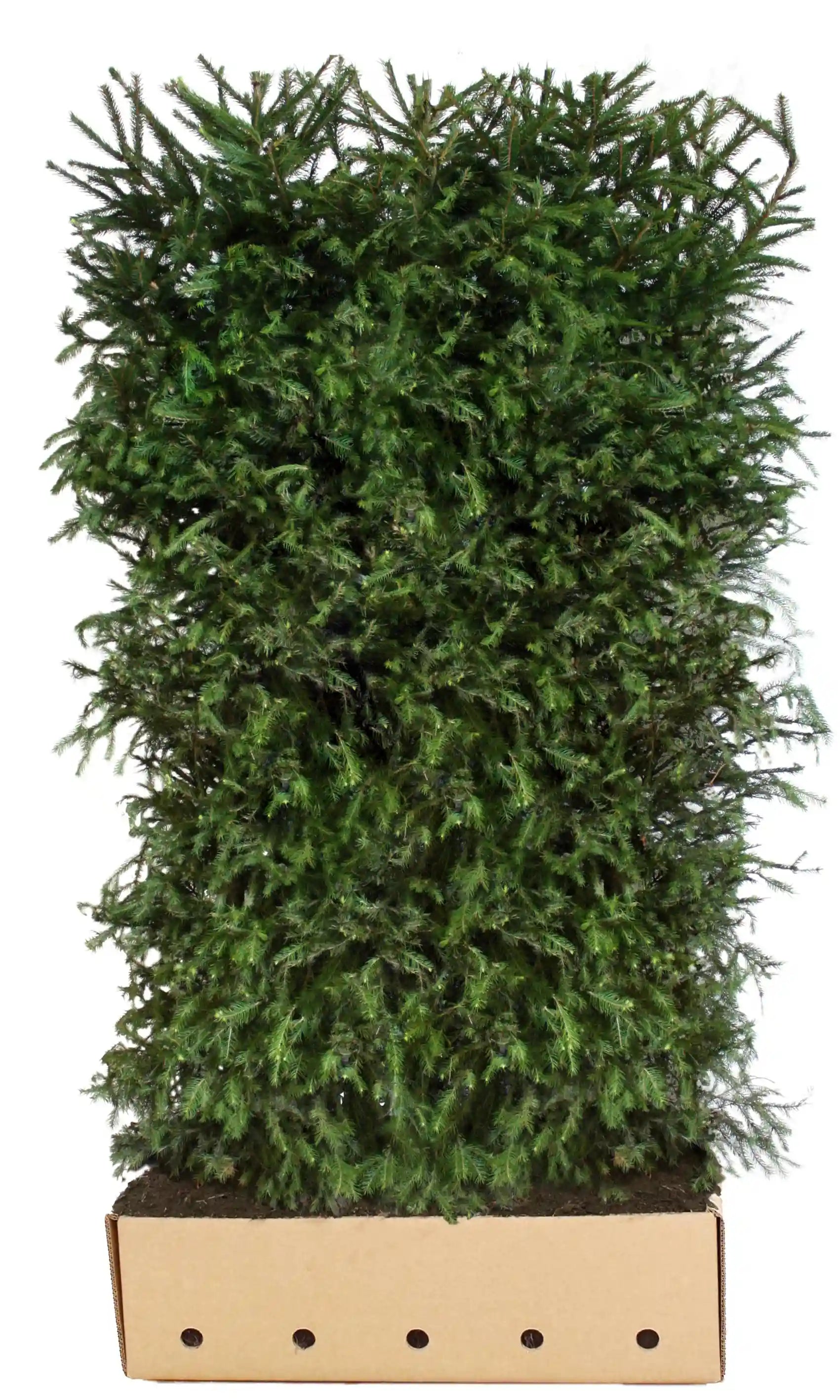 Fertige Picea abies Heckenpflanze, 200 cm, grüne Nadelbaum, von QuickHedge, als fertig gewachsene Hecke.