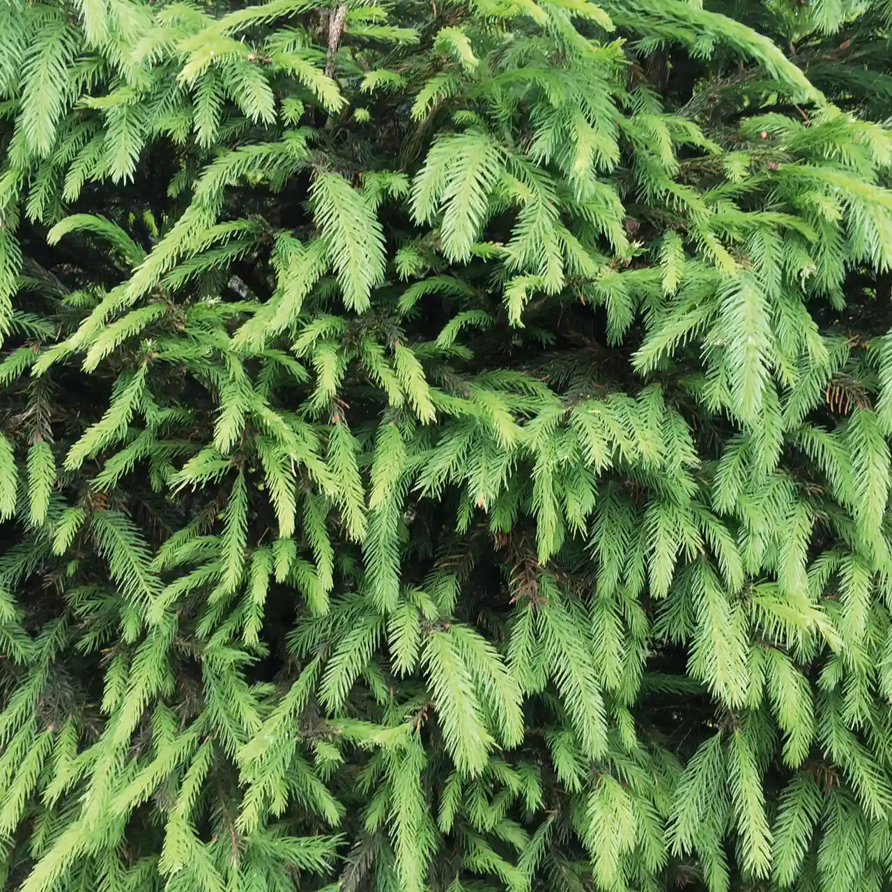 Grüne Picea abies Heckenpflanzen von QuickHedge, 200 cm hoch, fertig zum Pflanzen, mit frischem, gesunden Nadelwuchs.