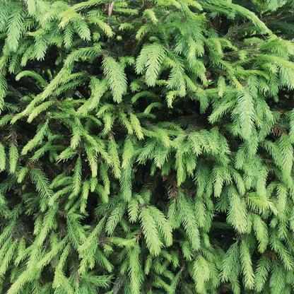 Grüne Picea abies Heckenpflanzen von QuickHedge, 200 cm hoch, fertig zum Pflanzen, mit frischem, gesunden Nadelwuchs.