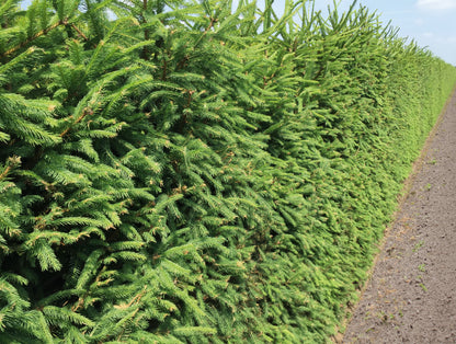 Picea abies 200cm Fertighecke
