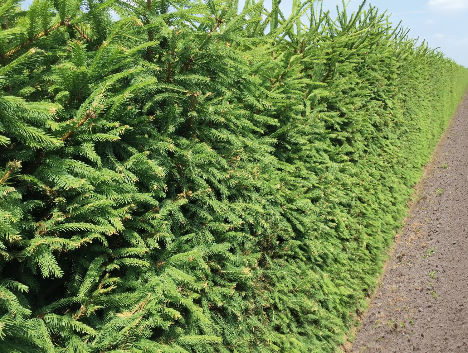 Grüne Picea abies Heckenpflanzen von QuickHedge, 200 cm hohe Fertighecke, dicht wachsend und naturbelassen.