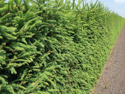 Grüne Picea abies Heckenpflanzen von QuickHedge, 200 cm hohe Fertighecke, dicht wachsend und naturbelassen.