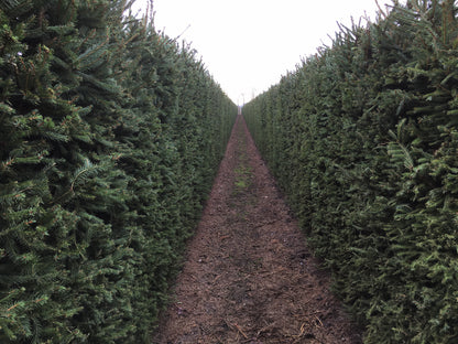 Picea abies 200cm Fertighecke
