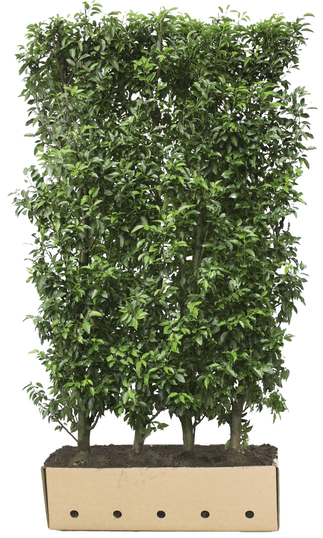 Prunus lusitanica "Angustifolia" 120cm - 200cm Fertighecke