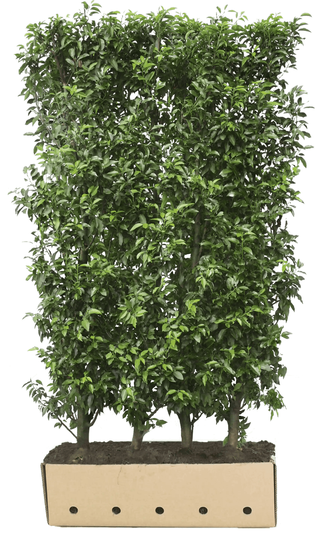 Prunus lusitanica "Angustifolia" 120cm - 200cm Fertighecke