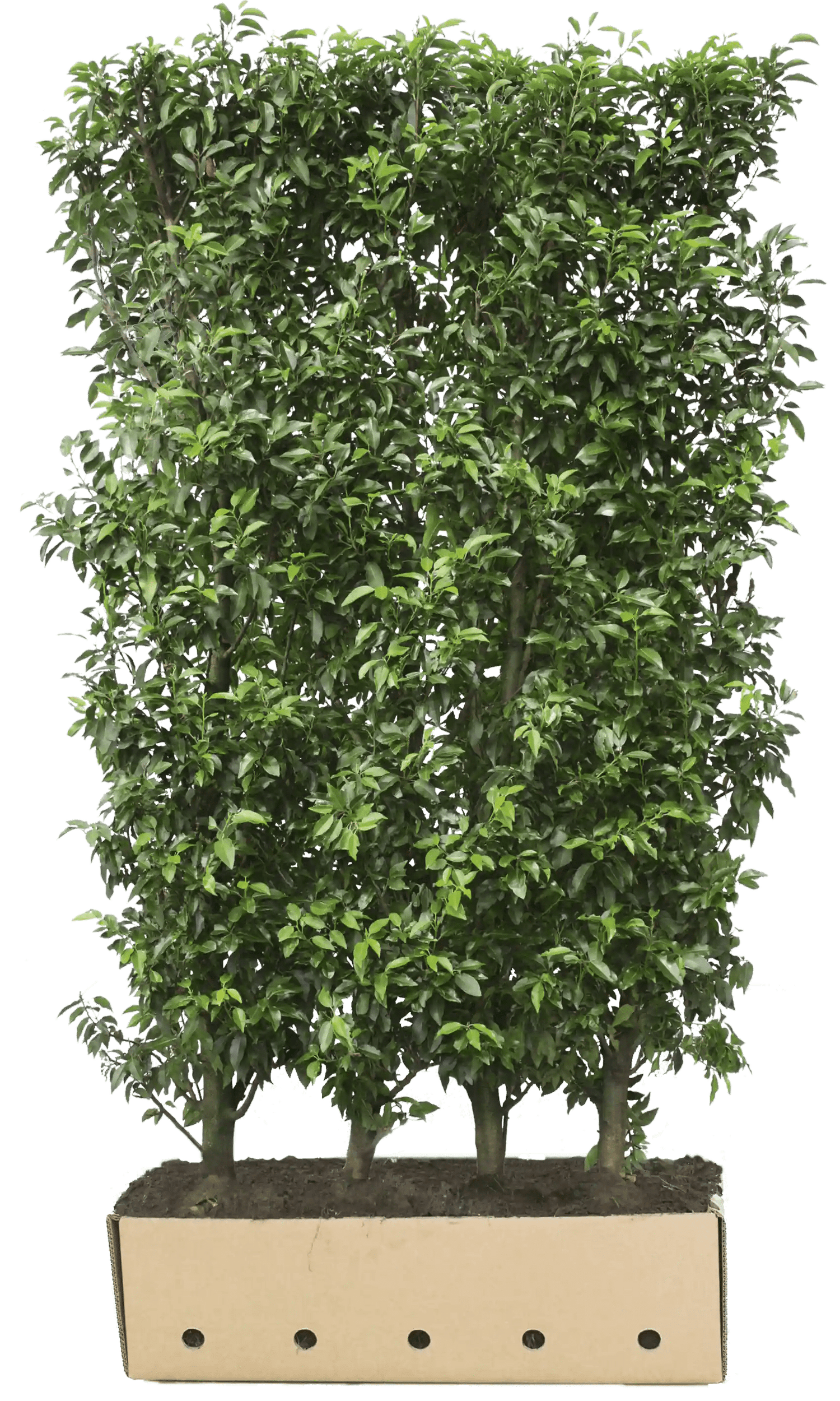 Prunus lusitanica &