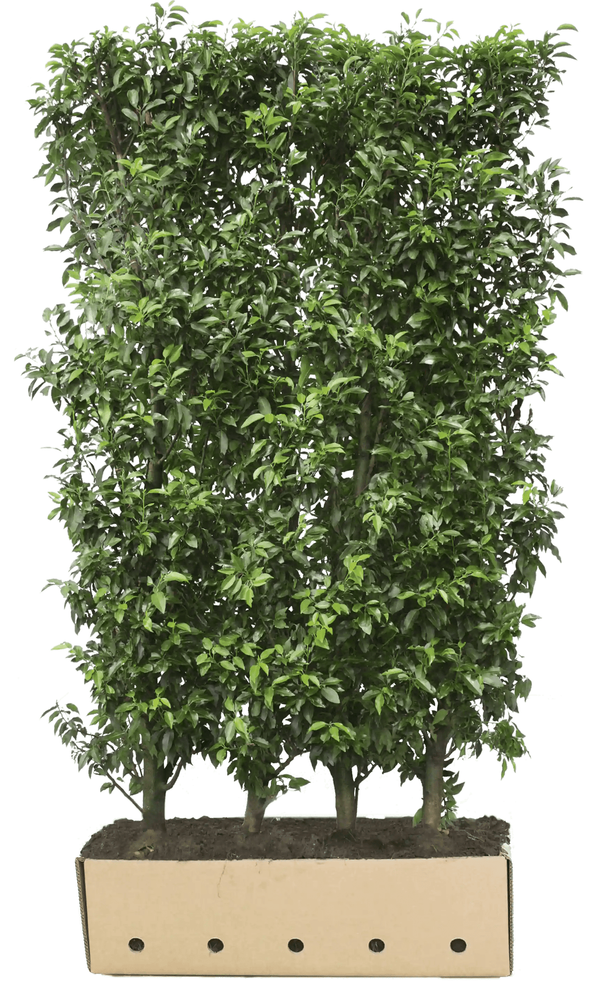 Prunus lusitanica &