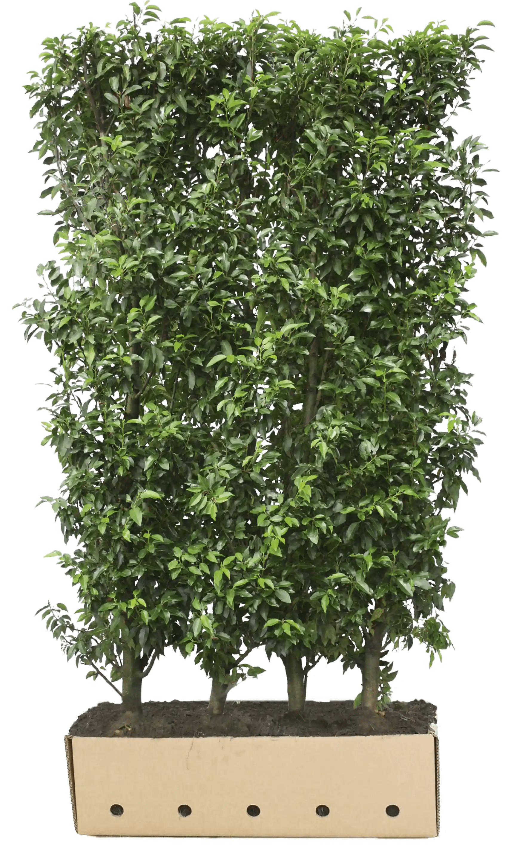 Prunus lusitanica &