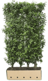 Prunus lusitanica &