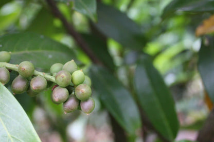 Prunus laurocerasus Genolia Heckenpflanze, 180–200cm, mit grünen Blättern und schwarzen Beeren, von QuickHedge.