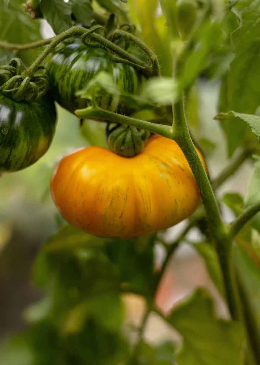 Rainbow Jazz Heart - Tomatensamen - Wurzelwerk Design