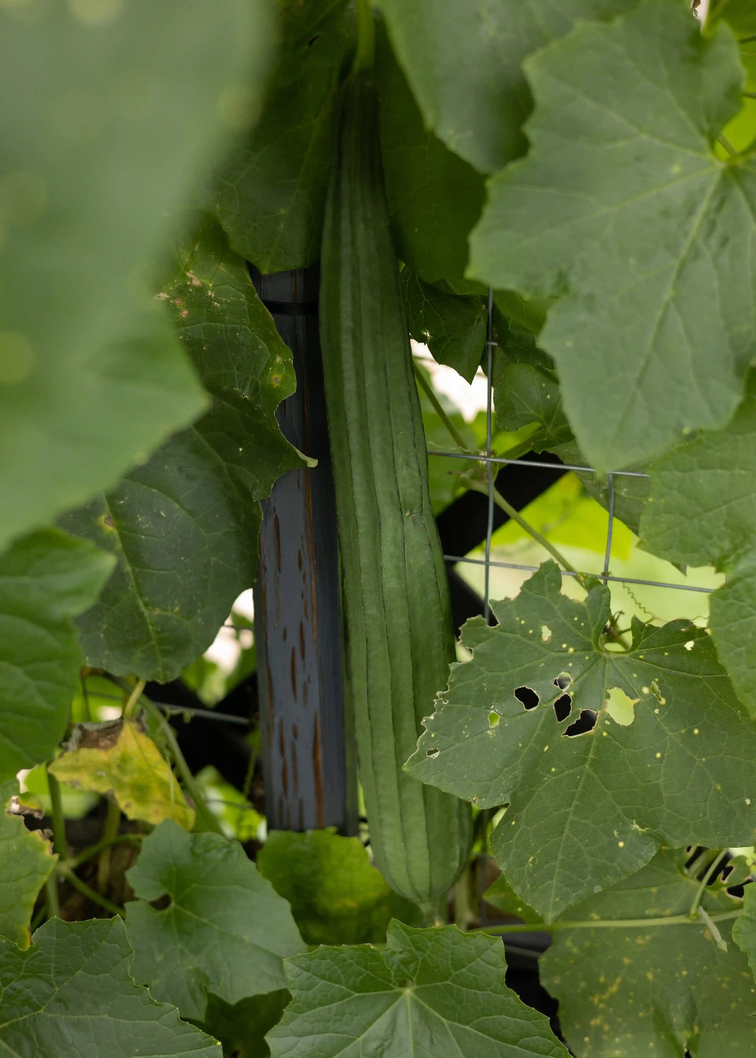 Schwammgurke Luffa aus Gurkensamen von Semenlina, frische grüne Gurkenpflanze mit Luffa-Früchten, dichtes Blattwerk.