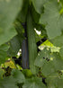 Schwammgurke Luffa aus Gurkensamen von Semenlina, frische grüne Gurkenpflanze mit Luffa-Früchten, dichtes Blattwerk.