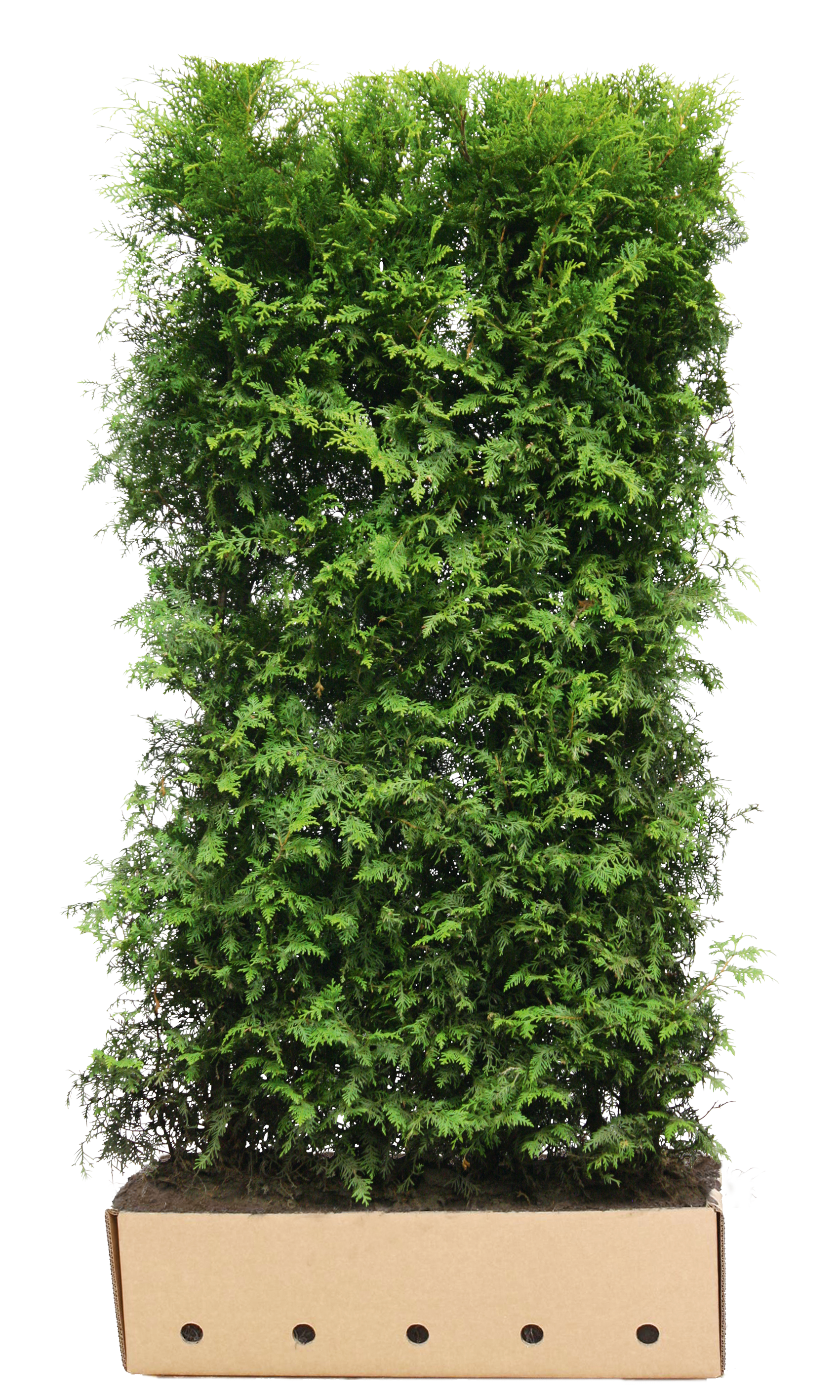 Thuja occidentalis "Brabant" 200cm Fertighecke