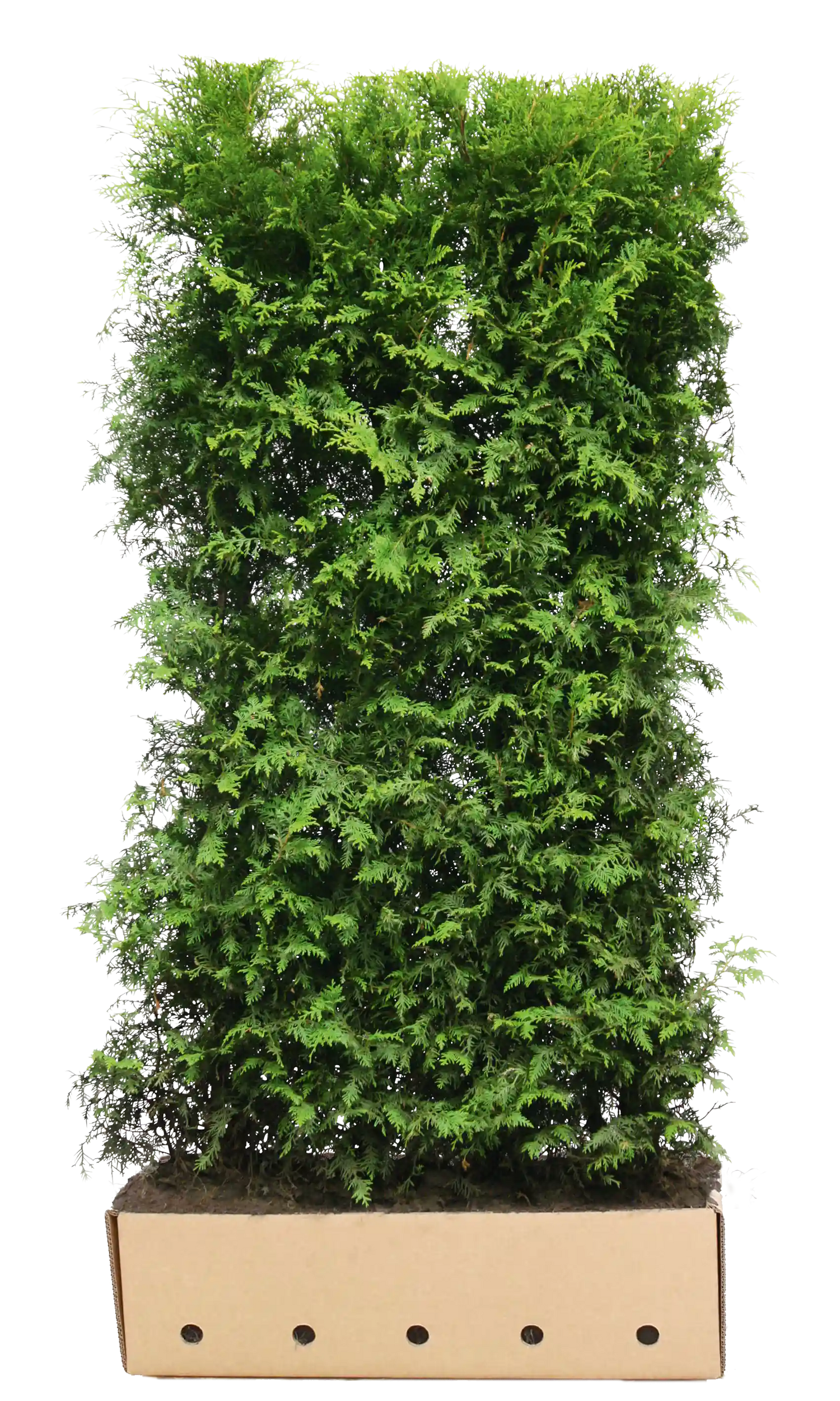Thuja occidentalis "Brabant" 200cm Heckenpflanzen von QuickHedge, fertig gewachsen, grüne immergrüne Heckenpflanze für Garten.