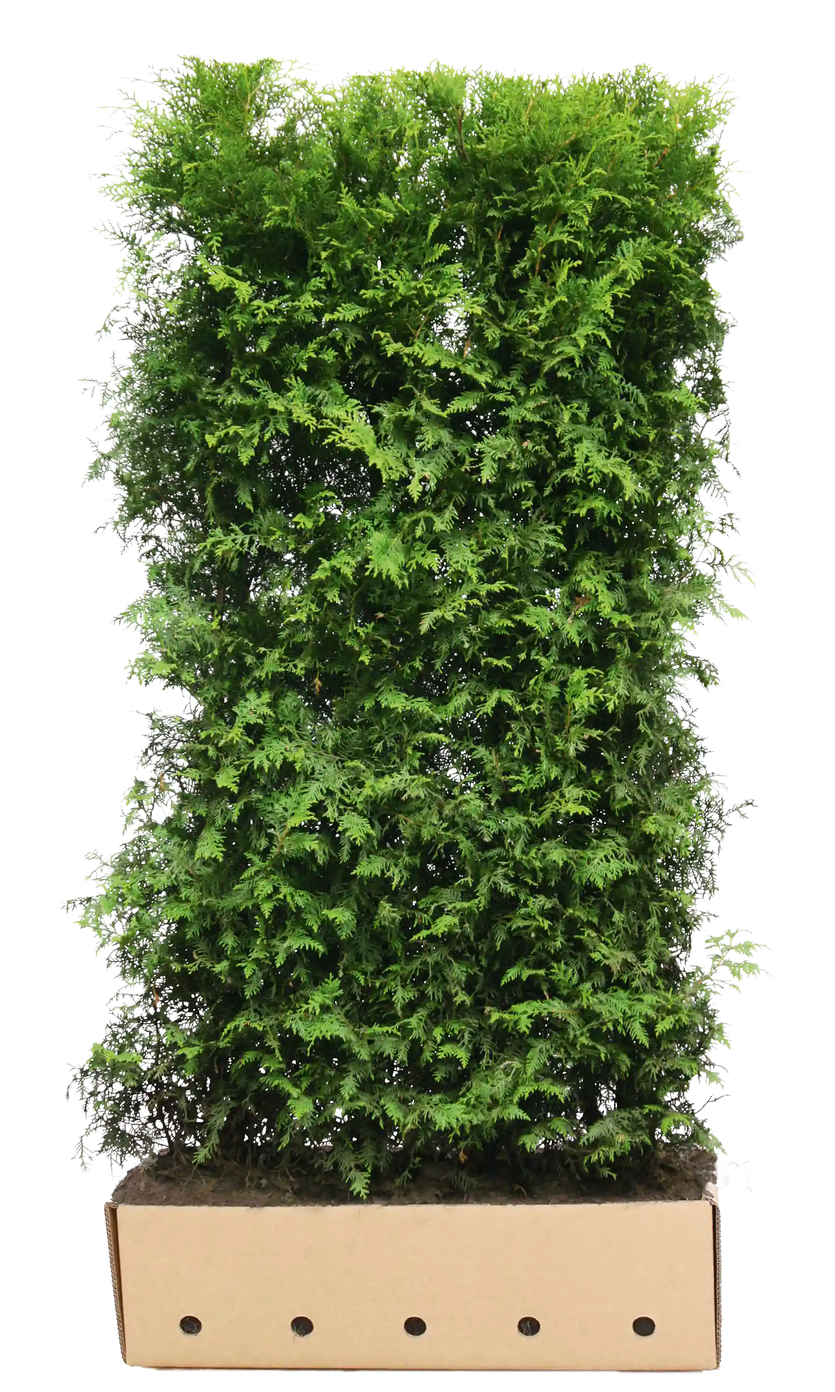 Thuja occidentalis "Brabant" 200cm Heckenpflanzen von QuickHedge, fertig gewachsen, grüne immergrüne Heckenpflanze für Garten.