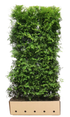 Thuja occidentalis "Brabant" 200cm Heckenpflanzen von QuickHedge, fertig gewachsen, grüne immergrüne Heckenpflanze für Garten.