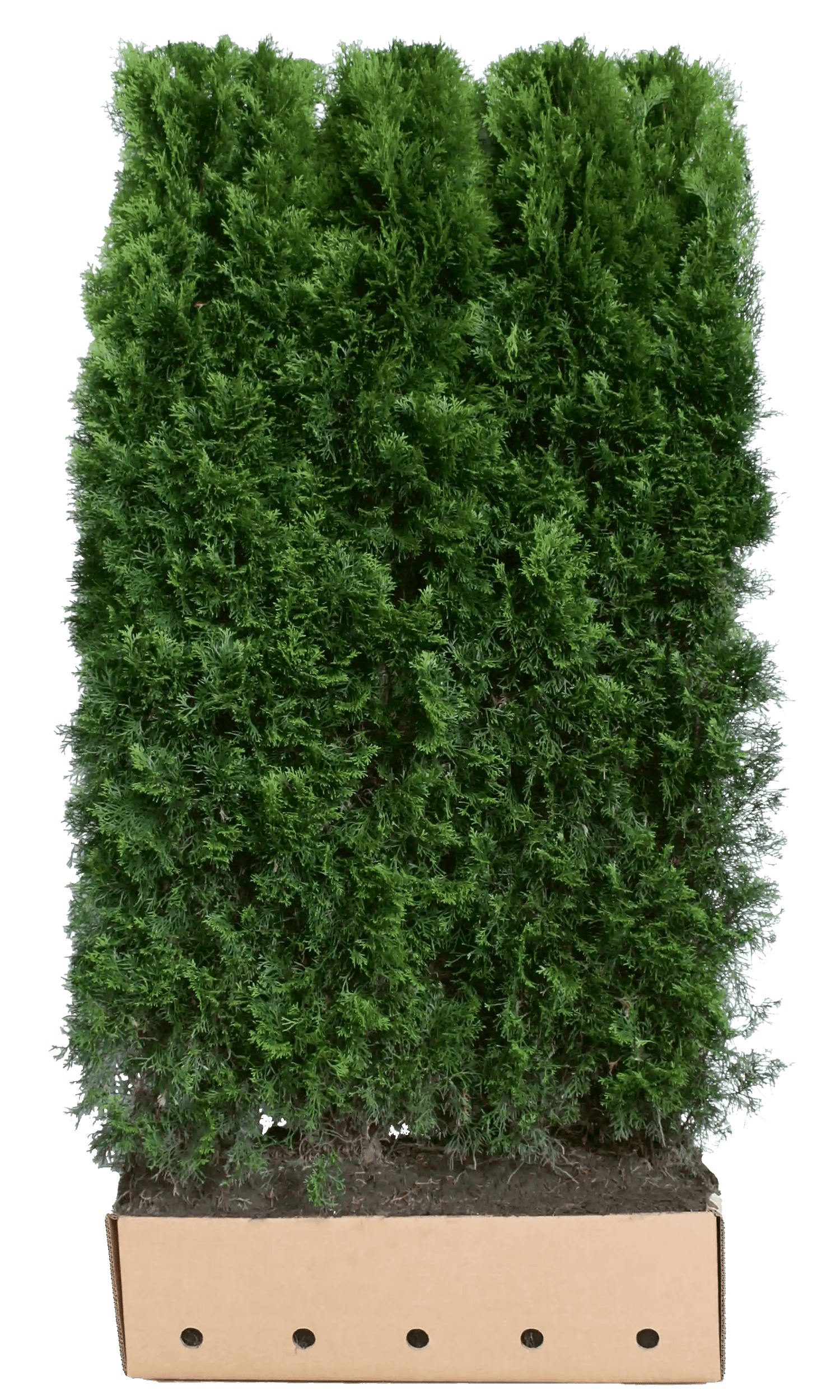 Dichte Thuja occidentalis "Smaragd" Heckenpflanze, 200 cm hoch, grüne Fertighecke von QuickHedge, im Garten.