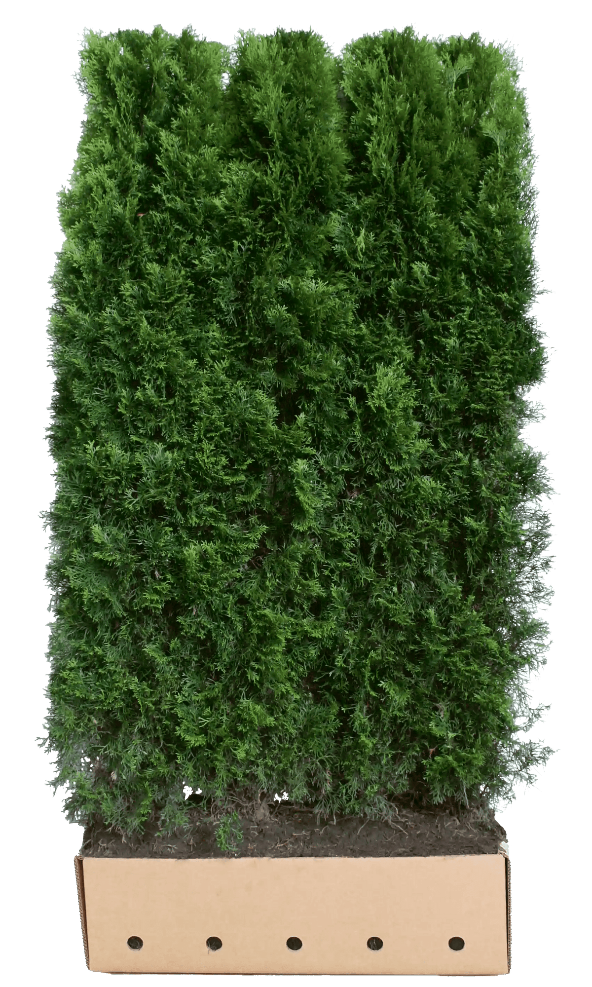 Dichte Thuja occidentalis "Smaragd" Heckenpflanze, 200 cm hoch, grüne Fertighecke von QuickHedge, im Garten.