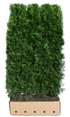 Dichte Thuja occidentalis "Smaragd" Heckenpflanze, 200 cm hoch, grüne Fertighecke von QuickHedge, im Garten.