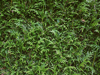 Thuja plicata "Martin" 200cm  Fertighecke