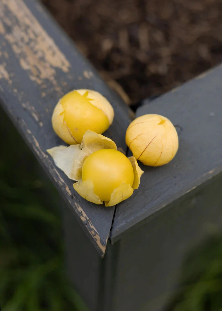 Tomatillo - Physalissamen - Wurzelwerk Design