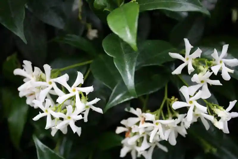 Blühende Trachelospermum jasminoides Heckenpflanze in RGB-Farben, 160-180cm, fertig zum Einpflanzen, von QuickHedge.