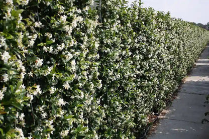 Trachelospermum jasminoides Heckenpflanzen, 160-180cm, QuickHedge, fertig gewachsene Hecke mit grünen Blättern und weißen Blüten