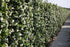 Trachelospermum jasminoides Heckenpflanzen, 160-180cm, QuickHedge, fertig gewachsene Hecke mit grünen Blättern und weißen Blüten